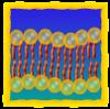 Sejt védelmi a plazma membrán játék