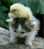 Cute friends Chick and Kitty game