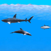 Делфините игра