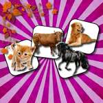 Domestic Animal Memory Challenge spel