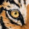 Eye of the Tiger hra