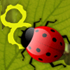 Feed Lady Bug hra