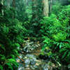 Hidden Spot-vert forêt jeu