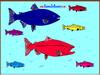 Salmon Fish Coloring game