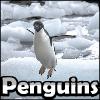 SSSG - pingvinek játék